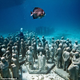 Illustration for article titled This Haunting Reef Is Made Out of (Fake) People